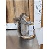 Image 2 : Naughty Squirrel Full Body Taxidermy Mount