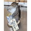 Image 3 : Naughty Squirrel Full Body Taxidermy Mount
