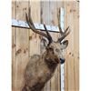 Image 2 : Rusa Deer Shoulder Mount Taxidermy