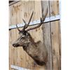 Image 3 : Rusa Deer Shoulder Mount Taxidermy