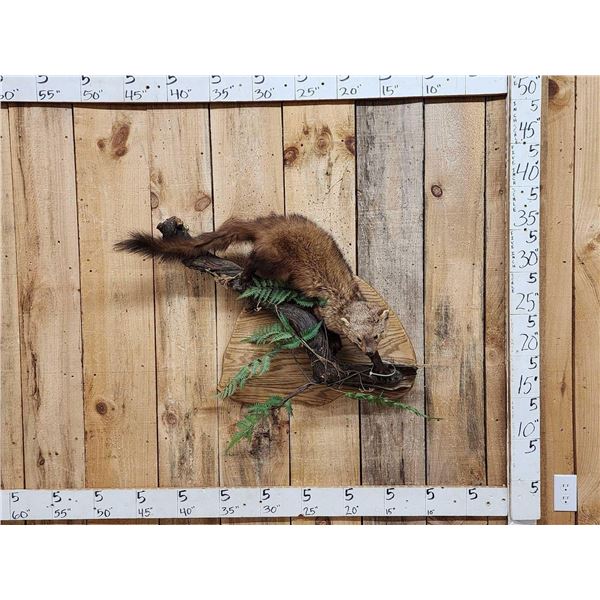 North American Fisher Full Body Taxidermy Mount