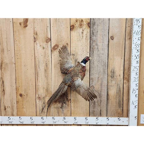 Ringneck Pheasant In Flight Bird Taxidermy