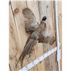 Image 2 : Ringneck Pheasant In Flight Bird Taxidermy