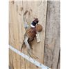 Image 3 : Ringneck Pheasant In Flight Bird Taxidermy