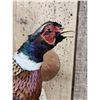 Image 4 : Ringneck Pheasant In Flight Bird Taxidermy
