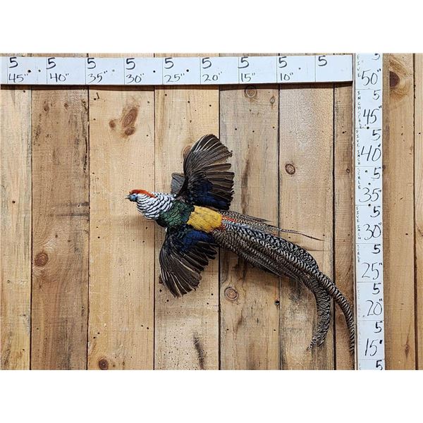Lady Amherst Pheasant In Flight Bird Taxidermy