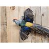 Image 2 : Lady Amherst Pheasant In Flight Bird Taxidermy