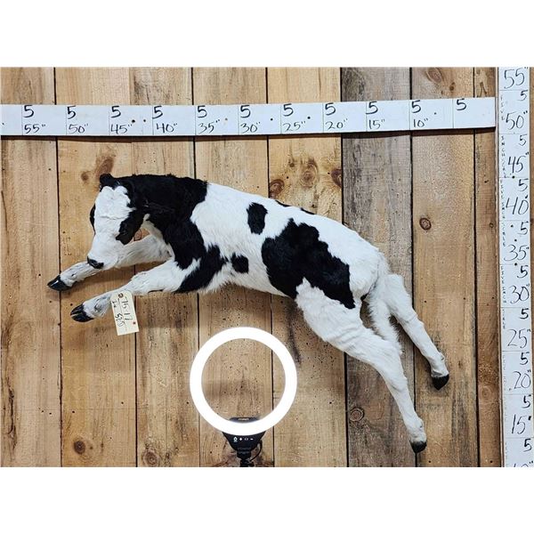 Holstein Baby Calf Leaping Pose Taxidermy