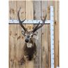 Image 1 : Rusa Deer Shoulder Mount Taxidermy