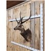 Image 3 : Rusa Deer Shoulder Mount Taxidermy