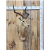 Image 1 : African Impala Shoulder Mount Taxidermy