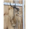Image 2 : African Impala Shoulder Mount Taxidermy