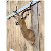 Image 4 : African Impala Shoulder Mount Taxidermy