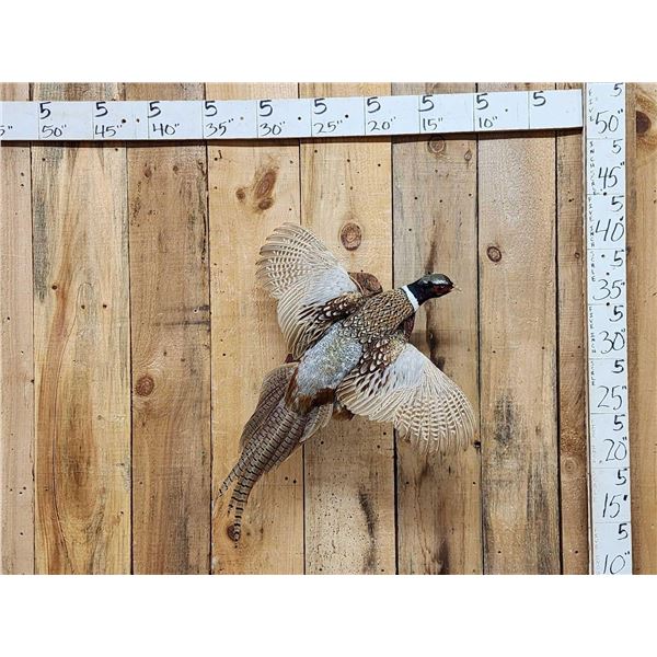 Ringneck Pheasant In Flight Bird Taxidermy