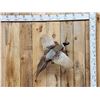 Image 1 : Ringneck Pheasant In Flight Bird Taxidermy