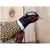 Image 3 : Ringneck Pheasant In Flight Bird Taxidermy
