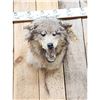 Image 2 : Alaskan Wolf Shoulder Mount Taxidermy