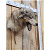 Image 3 : Alaskan Wolf Shoulder Mount Taxidermy