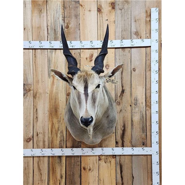 African Eland Shoulder Mount Taxidermy