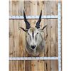 Image 1 : African Eland Shoulder Mount Taxidermy