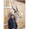 Image 2 : African Eland Shoulder Mount Taxidermy