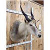 Image 3 : African Eland Shoulder Mount Taxidermy
