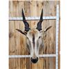 Image 4 : African Eland Shoulder Mount Taxidermy