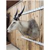 Image 5 : African Eland Shoulder Mount Taxidermy