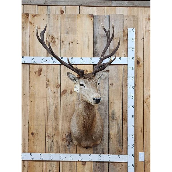 Stag Shoulder Mount Taxidermy