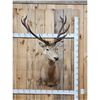 Image 1 : Stag Shoulder Mount Taxidermy