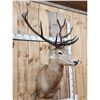 Image 2 : Stag Shoulder Mount Taxidermy