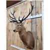 Image 4 : Stag Shoulder Mount Taxidermy
