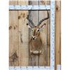 Image 1 : African Impala Shoulder Mount Taxidermy
