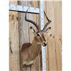 Image 2 : African Impala Shoulder Mount Taxidermy