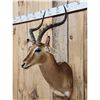 Image 3 : African Impala Shoulder Mount Taxidermy