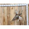 Image 1 : Ringneck Pheasant In Flight Bird Taxidermy