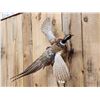Image 2 : Ringneck Pheasant In Flight Bird Taxidermy