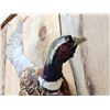 Image 3 : Ringneck Pheasant In Flight Bird Taxidermy