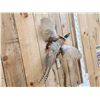 Image 4 : Ringneck Pheasant In Flight Bird Taxidermy