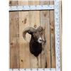 Image 1 : Ram Sheep Shoulder Mount Taxidermy