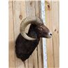 Image 2 : Ram Sheep Shoulder Mount Taxidermy