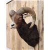 Image 3 : Ram Sheep Shoulder Mount Taxidermy