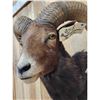 Image 4 : Ram Sheep Shoulder Mount Taxidermy
