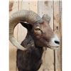 Image 5 : Ram Sheep Shoulder Mount Taxidermy