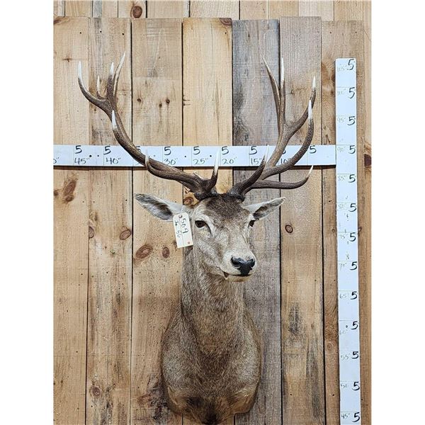 Red Stag Shoulder Mount Taxidermy