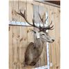 Image 2 : Red Stag Shoulder Mount Taxidermy