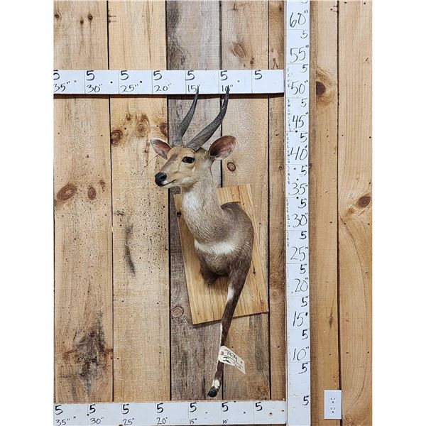 African Bush Buck Half Body Taxidermy Mount