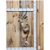 Image 1 : African Bush Buck Half Body Taxidermy Mount