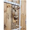Image 2 : African Bush Buck Half Body Taxidermy Mount