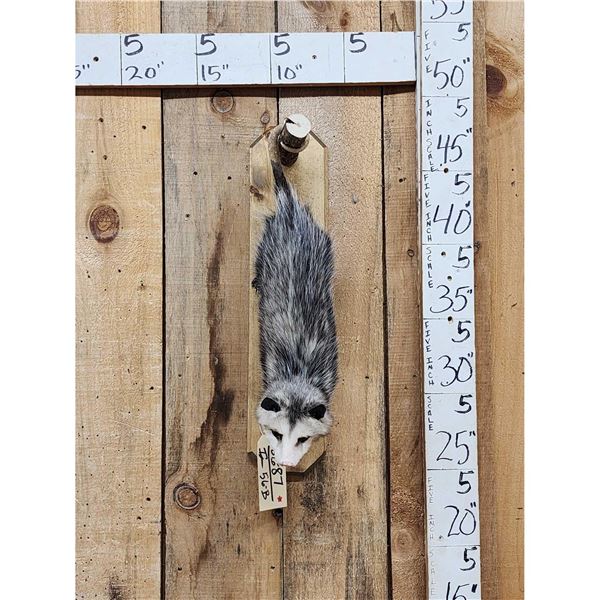 Opossum Hanging By It's Tail Taxidermy
